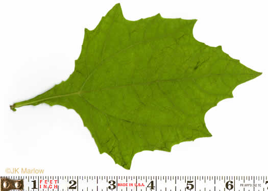 image of Smallanthus uvedalia, Bearsfoot, Hairy Leafcup, Yellow Leafcup