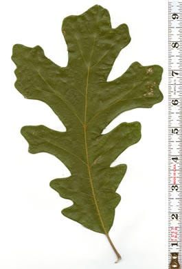 image of Quercus macrocarpa var. macrocarpa, Bur Oak, Mossycup Oak