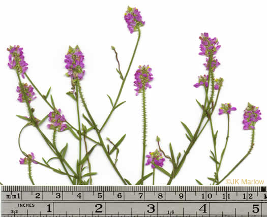 image of Polygala curtissii, Curtiss's Milkwort, Appalachian Milkwort