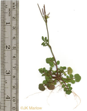 image of Cardamine hirsuta, Hairy Bittercress