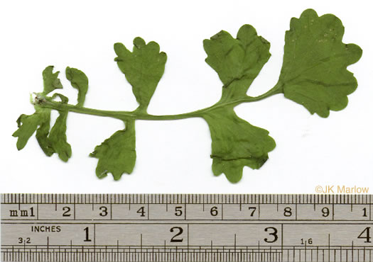 image of Packera glabella, Butterweed, Smooth Ragwort, Smooth Groundsel, Yellowtop