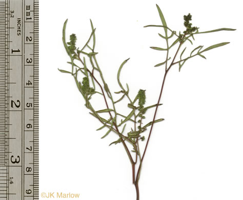 image of Ambrosia porcheri, Outcrop Ragweed, Flatrock Ragweed