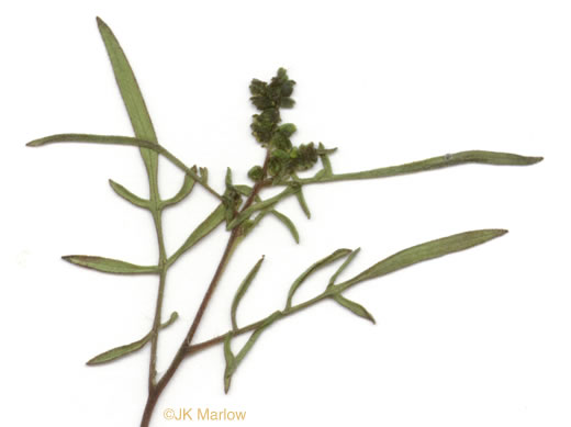 image of Ambrosia porcheri, Outcrop Ragweed, Flatrock Ragweed