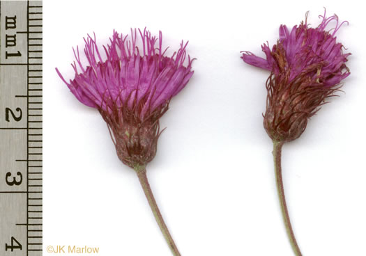 image of Vernonia noveboracensis, New York Ironweed