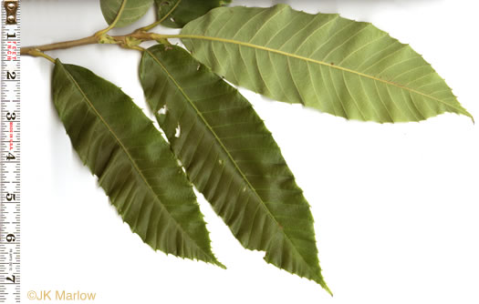 image of Castanea mollissima, Chinese Chestnut