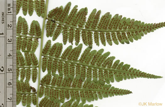 image of Athyrium asplenioides, Southern Lady Fern