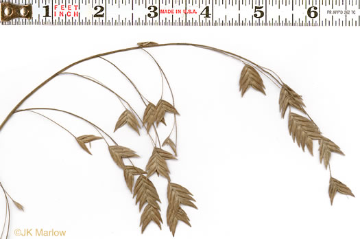 image of Chasmanthium latifolium, River Oats, Northern Sea Oats, Fish-on-a-stringer, Indian Woodoats