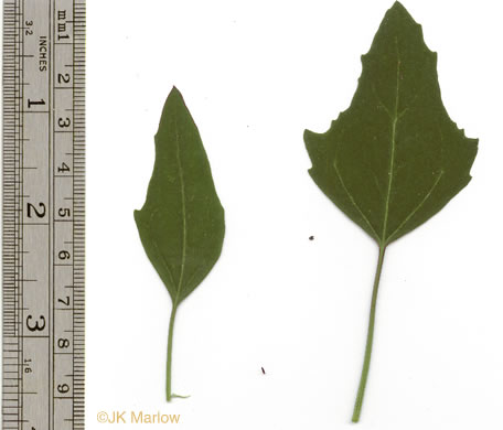 image of Chenopodium album var. album, Lambsquarters, Pigweed