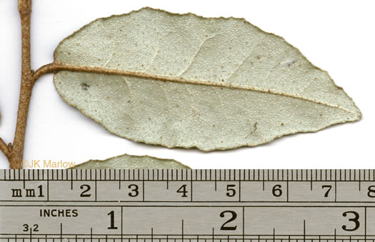 image of Elaeagnus pungens, Thorny Olive, Autumn Siverberry, Silverthorn, Thorny Elaeagnus