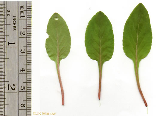 image of Viola primulifolia, Primrose-leaf Violet