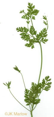 image of Chaerophyllum tainturieri, Southern Chervil, Wild Chervil, Hairyfruit Chervil