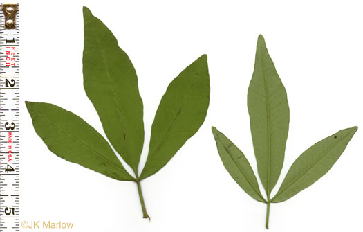 image of Coreopsis tripteris, Tall Coreopsis, Tall Tickseed, Threeleaf Tickseed