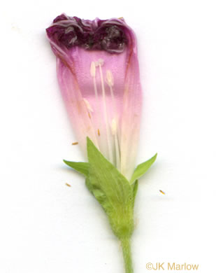 image of Ipomoea purpurea, Common Morning Glory