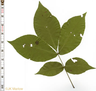 image of Carya glabra, Pignut Hickory