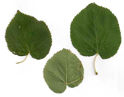 image of Tilia americana var. americana, American Basswood, Northern Basswood