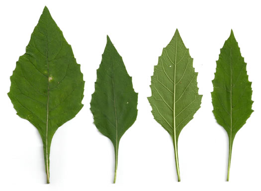 image of Verbesina virginica var. virginica, White Crownbeard, Common Frostweed, White Wingstem, Virginia Wingstem