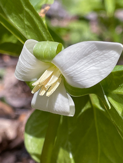 image of Trillium rugelii, Southern Nodding Trillium