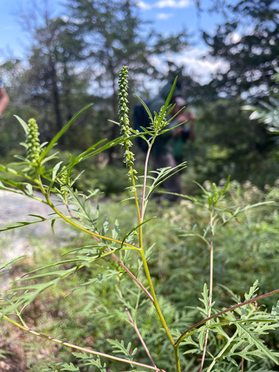 image of Ambrosia porcheri, Outcrop Ragweed, Flatrock Ragweed