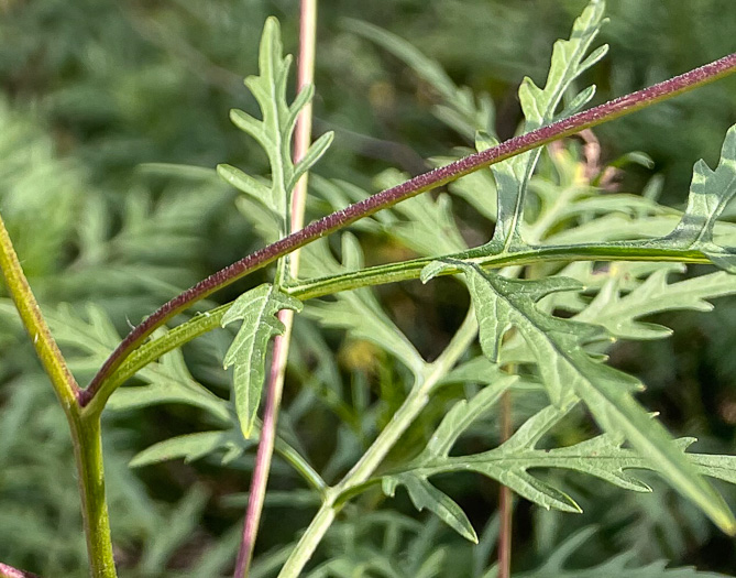 image of Ambrosia porcheri, Outcrop Ragweed, Flatrock Ragweed