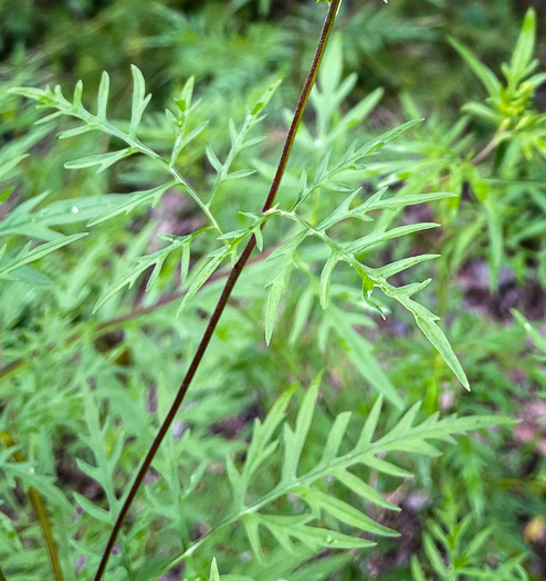 image of Ambrosia porcheri, Outcrop Ragweed, Flatrock Ragweed