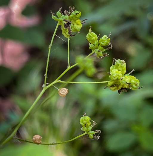 image of Thalictrum macrostylum, Small-leaved Meadowrue, Small-flowered Meadowrue