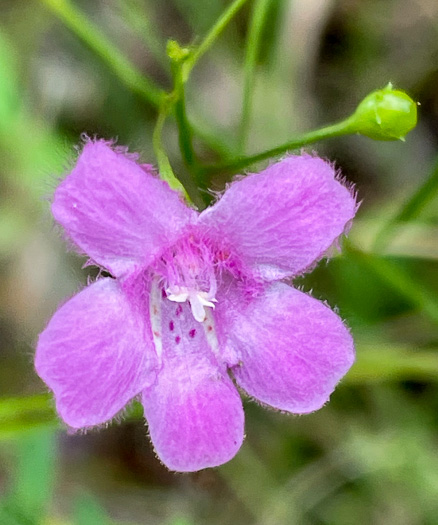 image of Agalinis decemloba, Tenlobe Gerardia, Sandplain Agalinis, Tenlobe False Falseglove