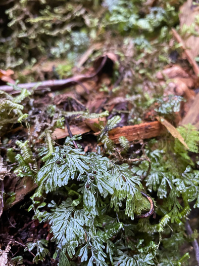 image of Hymenophyllum tunbrigense, Tunbridge Filmy-fern, Tunbridge Fern