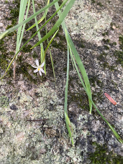 image of Sisyrinchium dichotomum, White Irisette, Isothermal Irisette