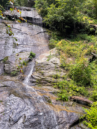 image of Cuscuta rostrata, Appalachian Dodder, Beaked Dodder