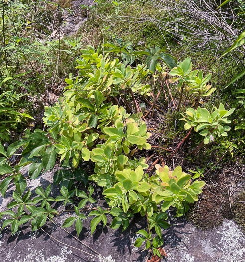 image of Hylotelephium telephioides, Allegheny Live-forever, Cliff Orpine, Allegheny Stonecrop