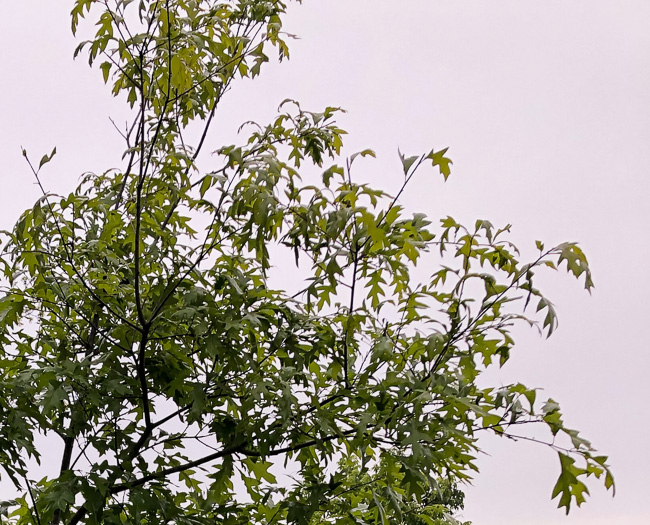 image of Quercus georgiana, Georgia Oak