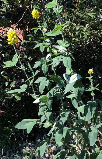 image of Thermopsis villosa, Aaron's Rod, Blue Ridge Golden-banner, Hairy Bush Pea