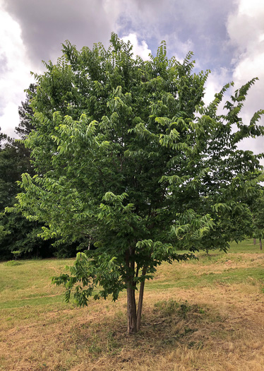 image of Celtis occidentalis, Northern Hackberry