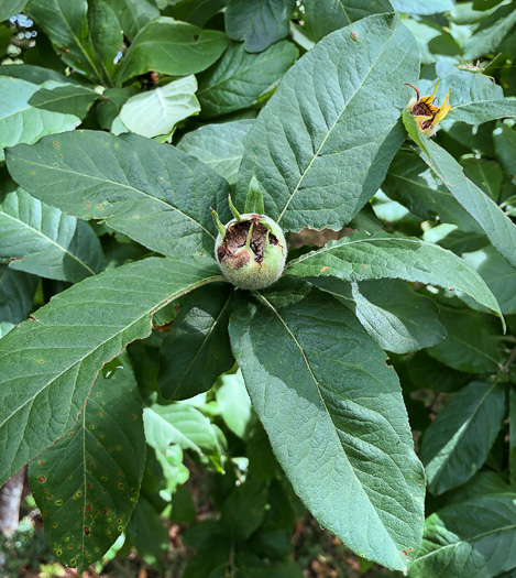 image of Crataegus germanica, European Medlar