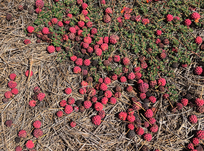 image of Benthamidia japonica, Kousa Dogwood