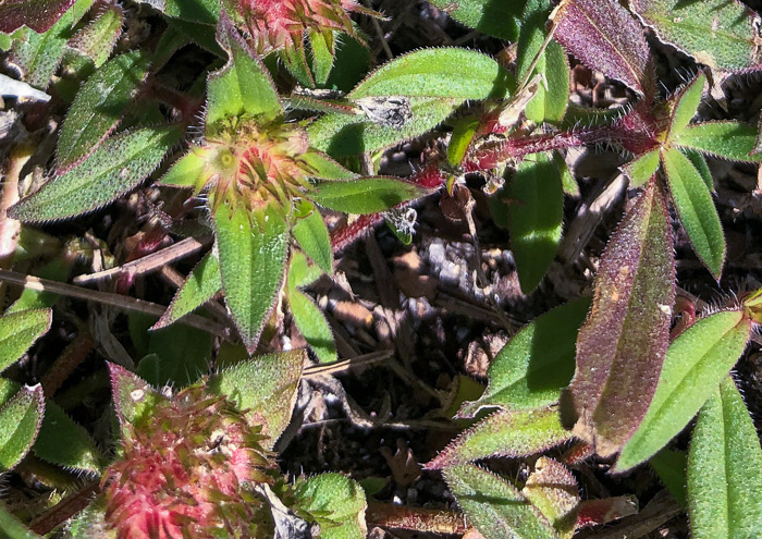 image of Richardia grandiflora, Largeflower Mexican-clover, Largeflower Richardia