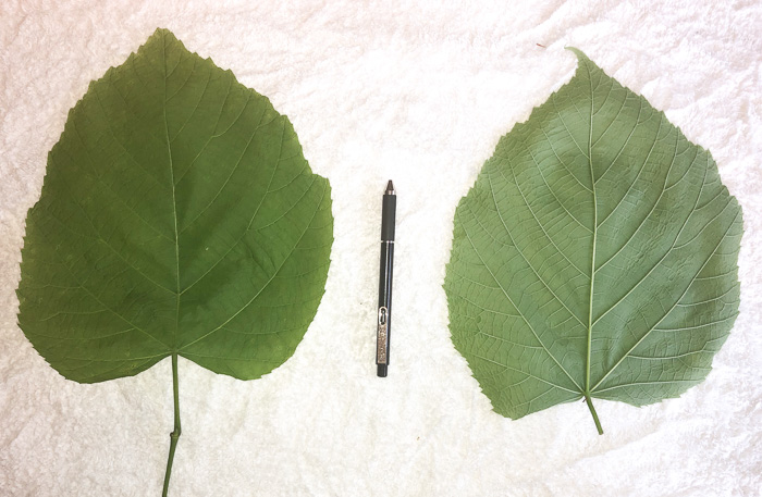 image of Tilia americana var. americana, American Basswood, Northern Basswood