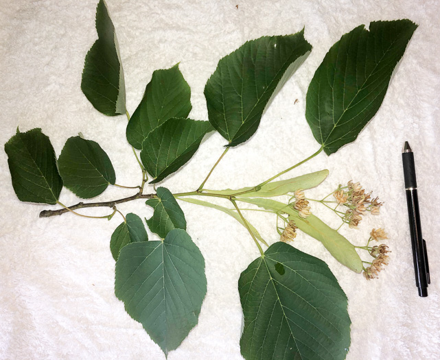 image of Tilia americana var. americana, American Basswood, Northern Basswood