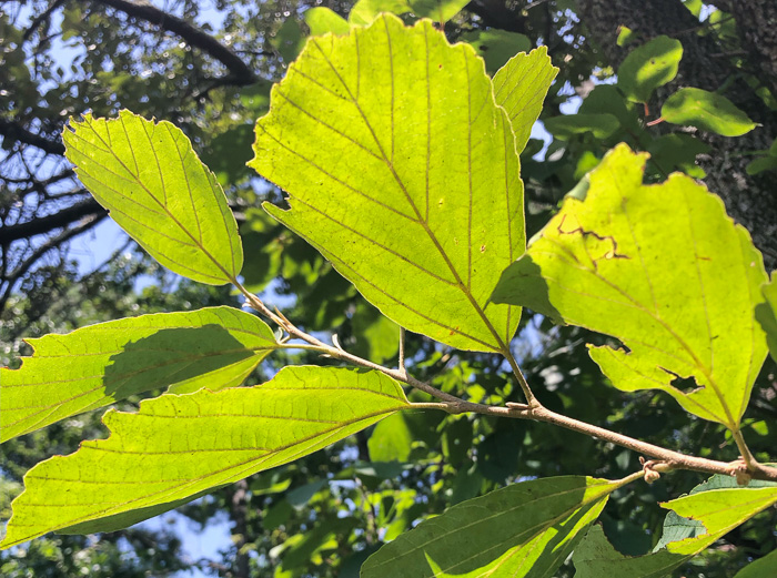 image of Hamamelis vernalis, Ozark Witch-hazel, Vernal Witch-hazel, Springtime Witch-hazel