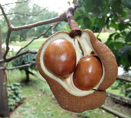 image of Aesculus pavia var. pavia, Red Buckeye