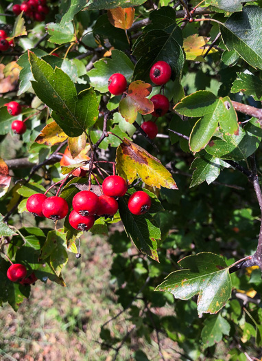 image of Crataegus phaenopyrum, Washington Hawthorn, Virginia Hawthorn