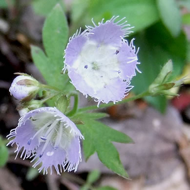 image of Phacelia purshii, Miami-mist