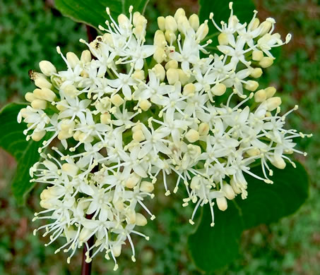 image of Swida alternifolia, Alternate-leaf Dogwood, Pagoda Dogwood, Pagoda Cornel