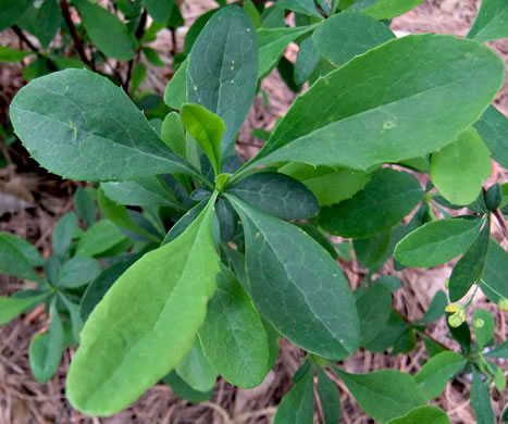 image of Berberis canadensis, American Barberry, Allegheny Barberry