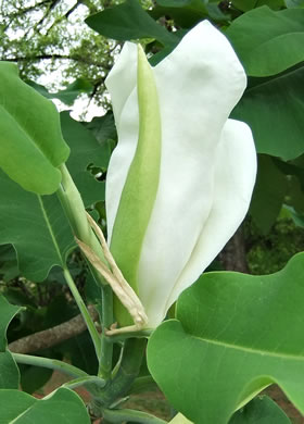 image of Magnolia ashei, Ashe's Magnolia