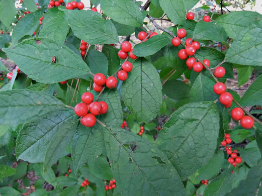 image of Ilex verticillata, Downy Winterberry, "Black Alder"