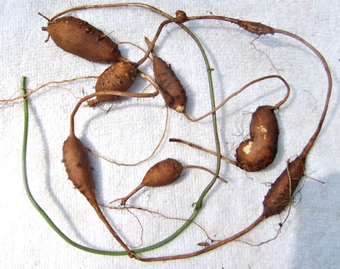 image of Apios americana, American Groundnut, Common Groundnut