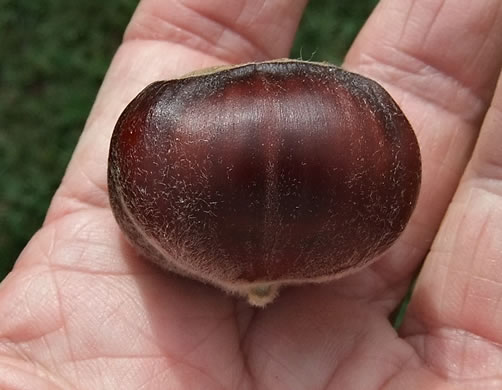 image of Castanea mollissima, Chinese Chestnut