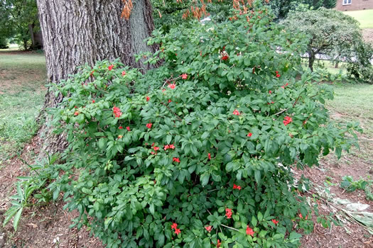 image of Rhododendron prunifolium, Plumleaf Azalea