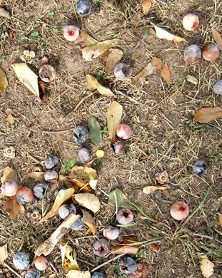 image of Diospyros virginiana, American Persimmon, Possumwood, Simmon